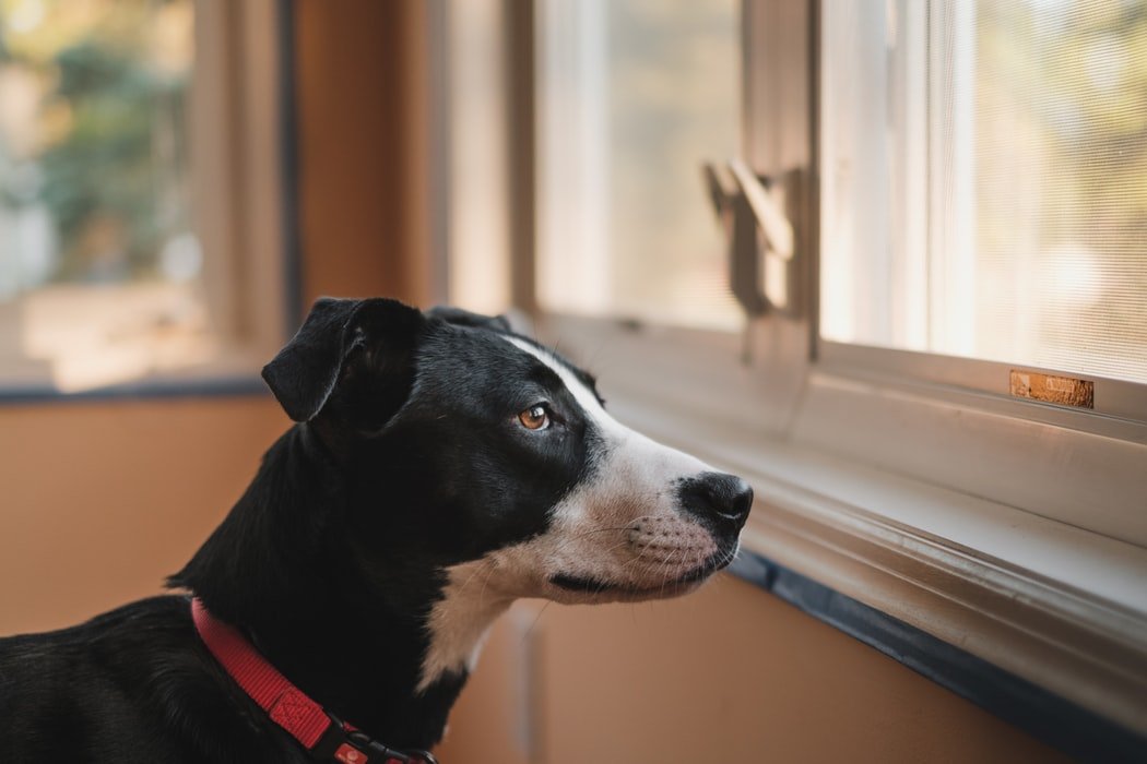 3 Tips To Help Your Dog Cope With Separation Anxiety