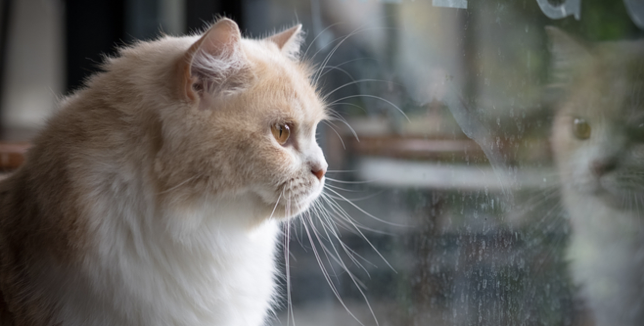 5 Signs Your Cat Is Depressed &  How To Help  Meowingtons