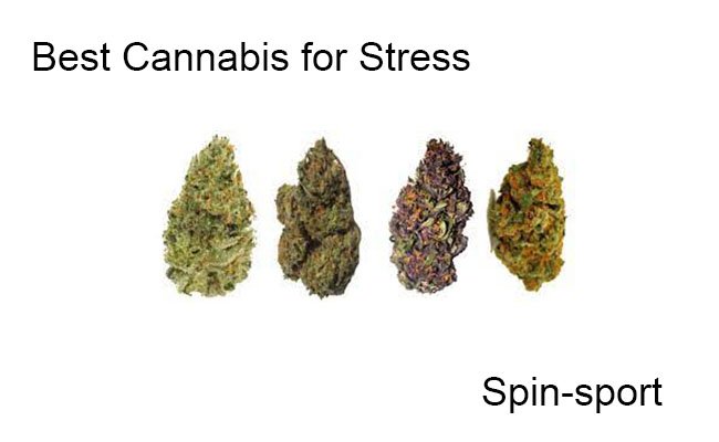 Best Cannabis for Stress