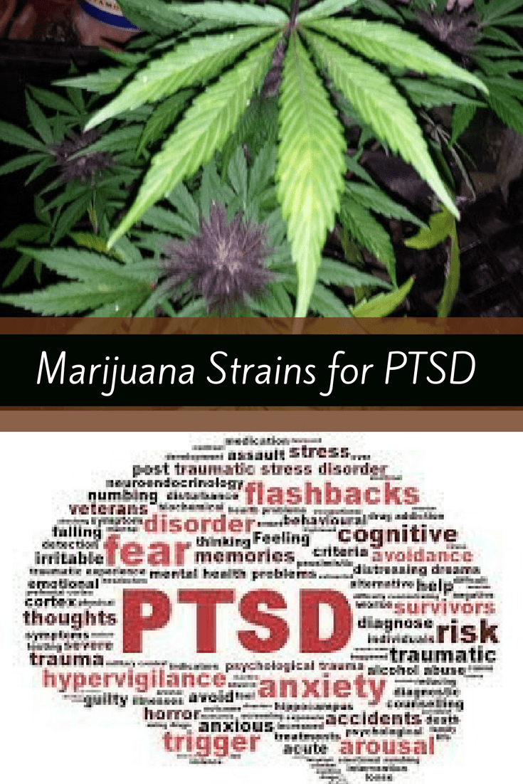 Best Cannabis Strains for PTSD