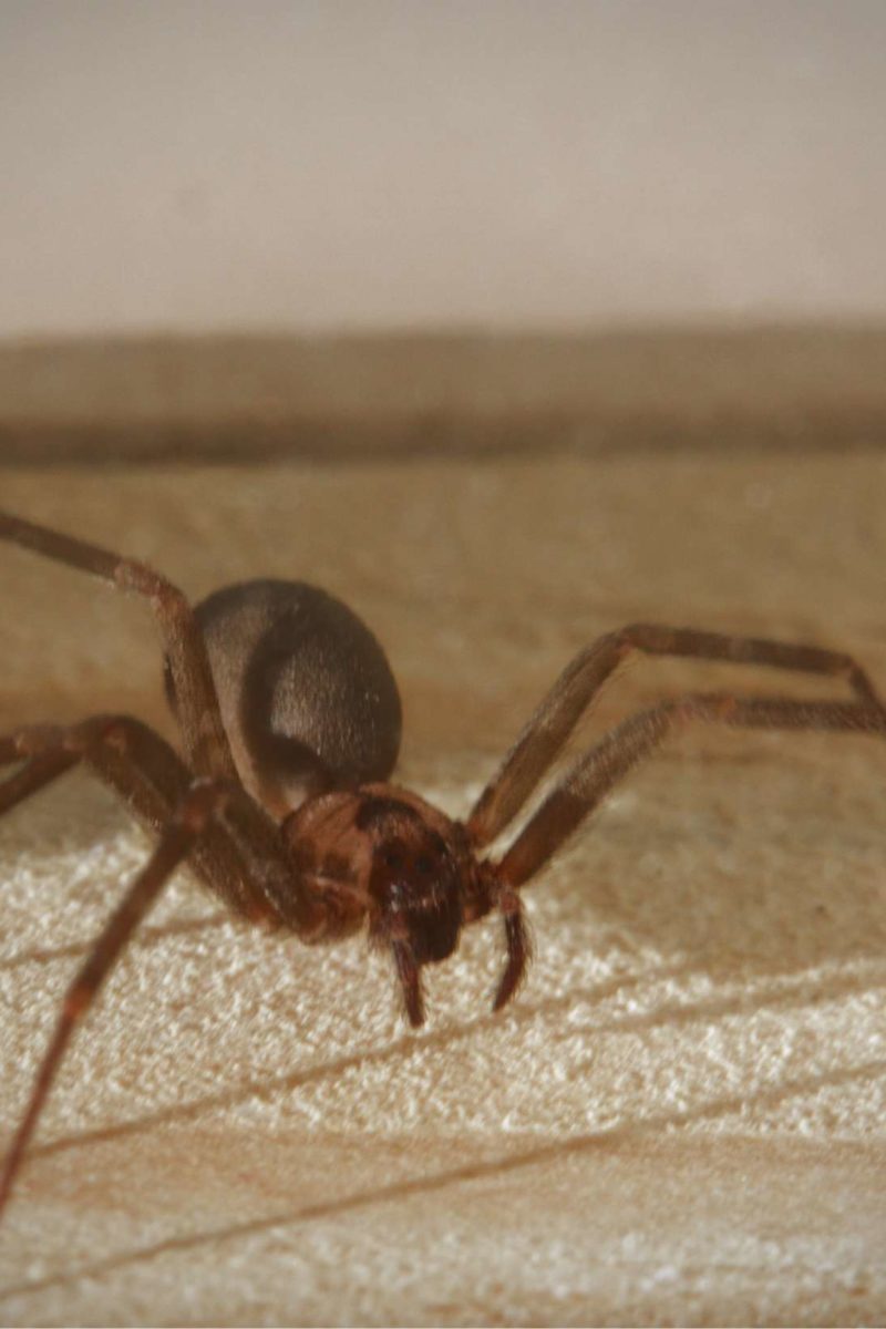Brown recluse spider bite: Appearance, symptoms, and home ...