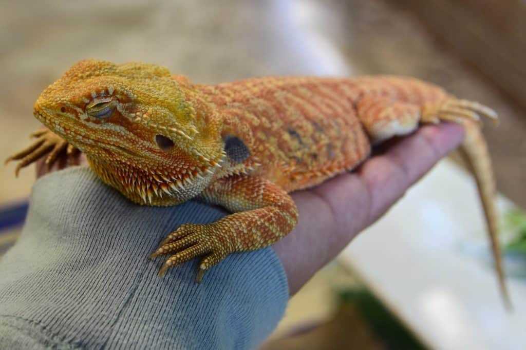 Can a Bearded Dragon be an Emotional Support Animal?  Family Pet Planet