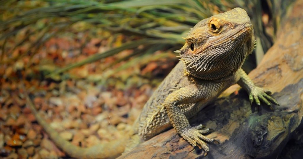Do Bearded Dragons Get Lonely &  Depressed: Dragon Emotions 101