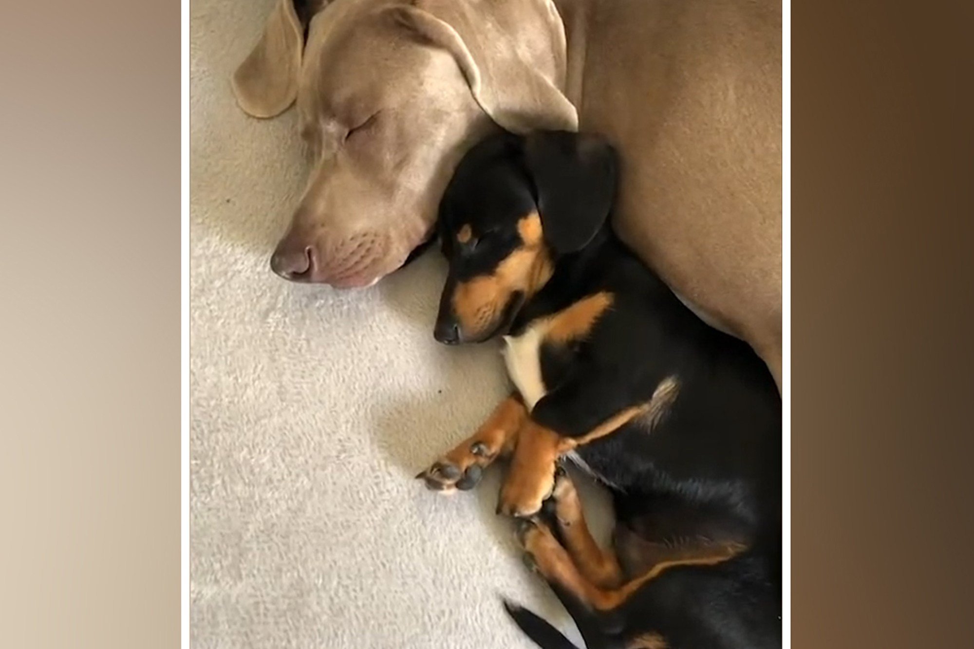 Dog overcomes anxiety  with his own emotional support dog