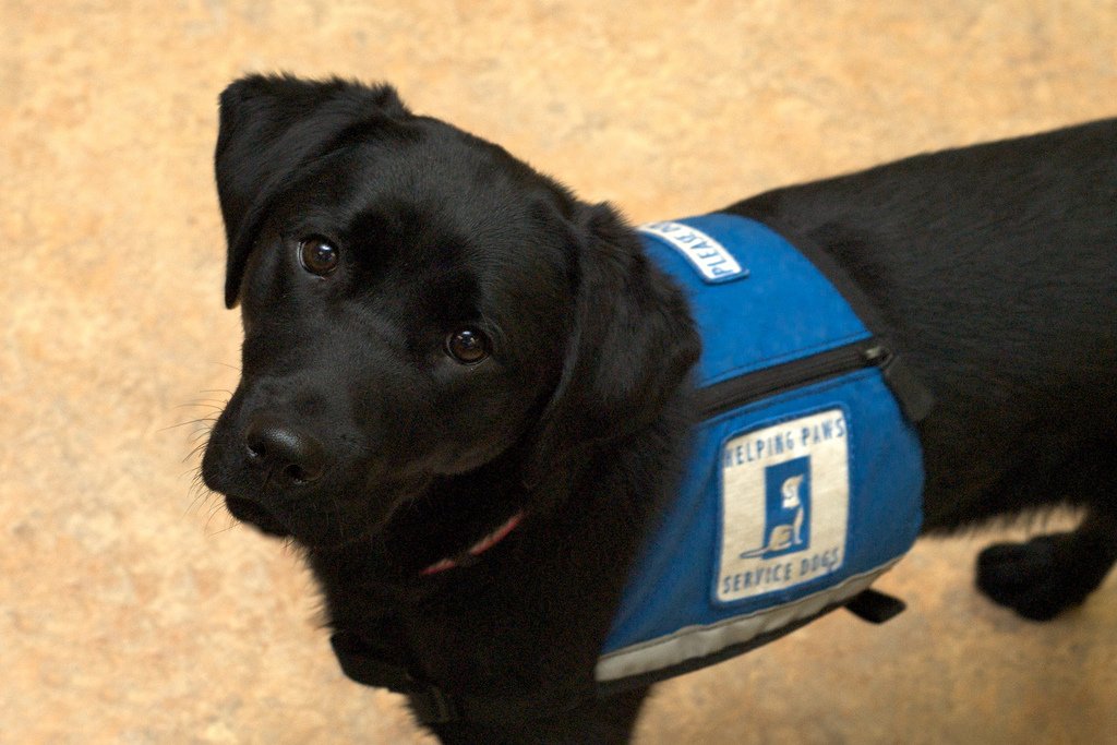 Fake service dogs infringe on rights of abled and disabled alike