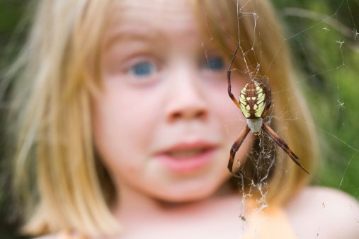 Fear Of Spiders Stock Photo