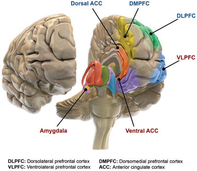 Functional brain changes in bipolar disorder. Based on ...