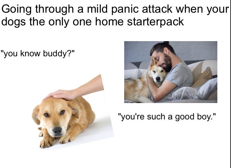 Going through a mild panic attack when your dogs the only ...