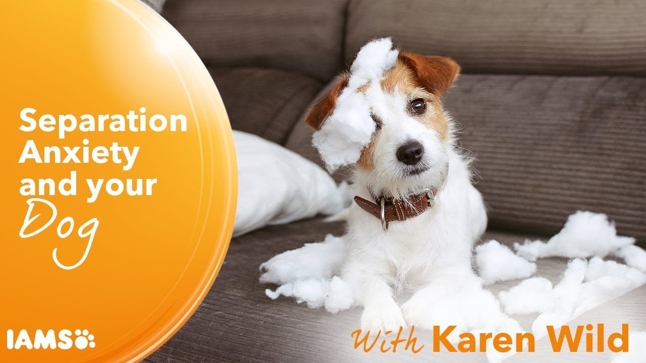 How can you tell if your dog has separation anxiety?