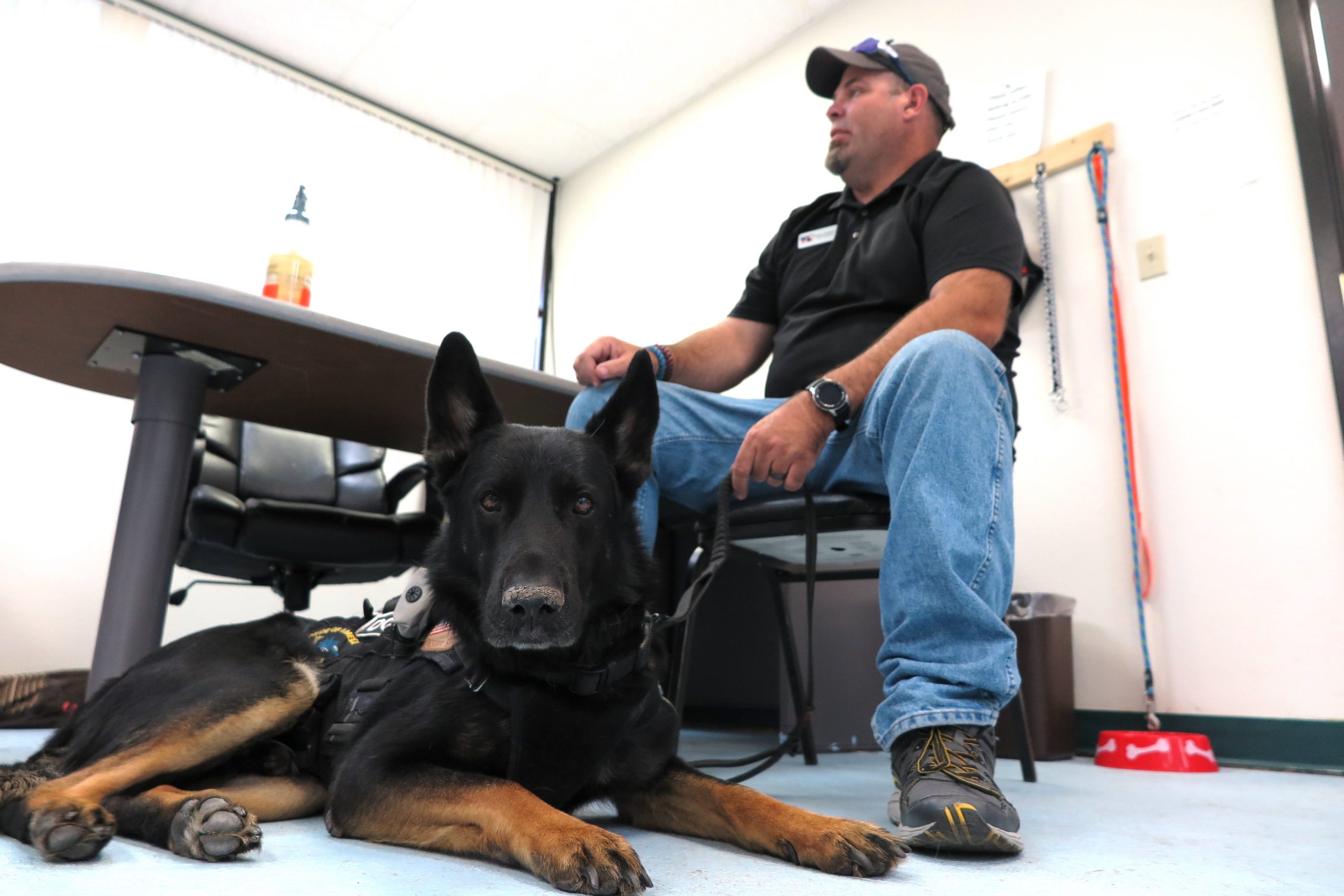 How To Get A Service Dog For Ptsd From The Va