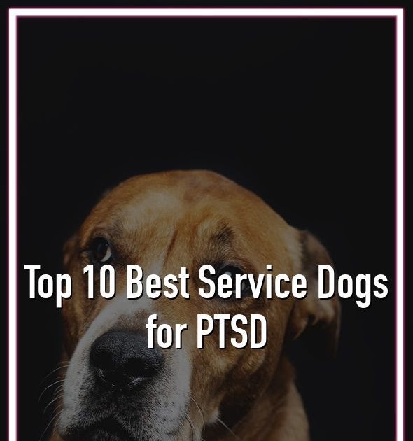 How To Get A Service Dog For Ptsd Veterans
