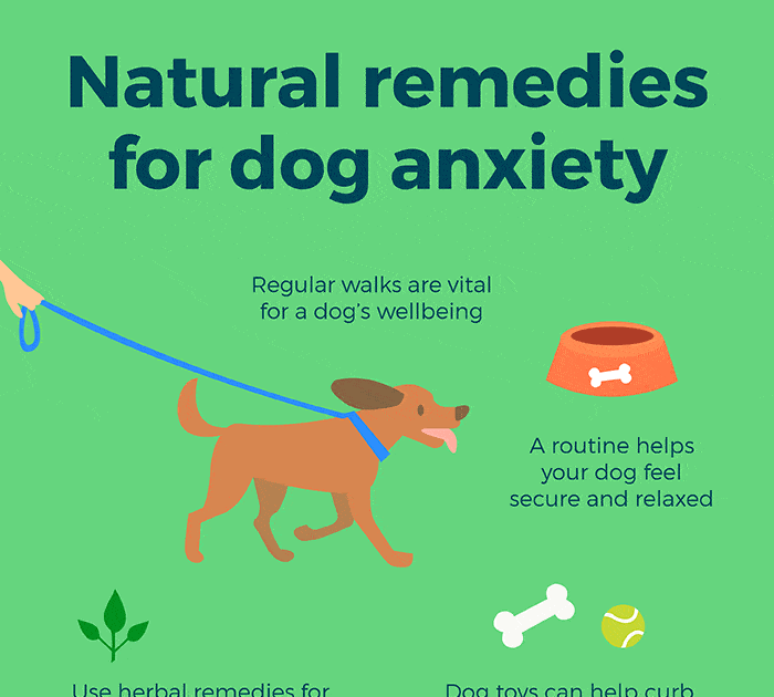 How To Help Your Dog With Anxiety