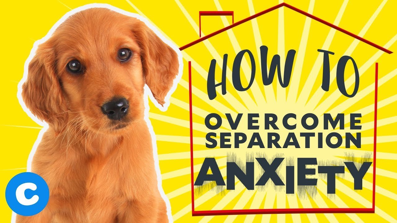 How to Help Your Puppy Overcome Separation Anxiety