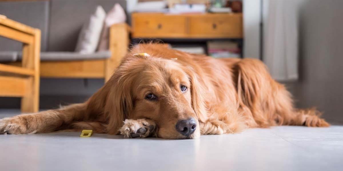 How to Know if Your Dog Is Depressed? â You Suppose to Know