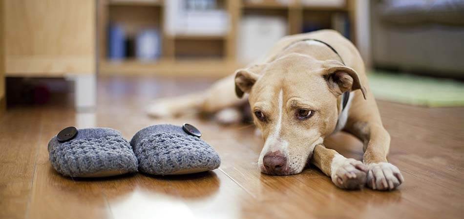 How to Know if Your Dog Is Depressed?  You Suppose to Know