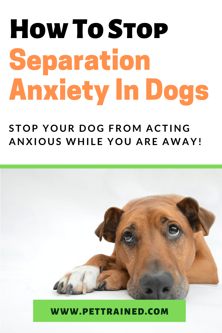 How To Stop Dog Separation Anxiety Effectively