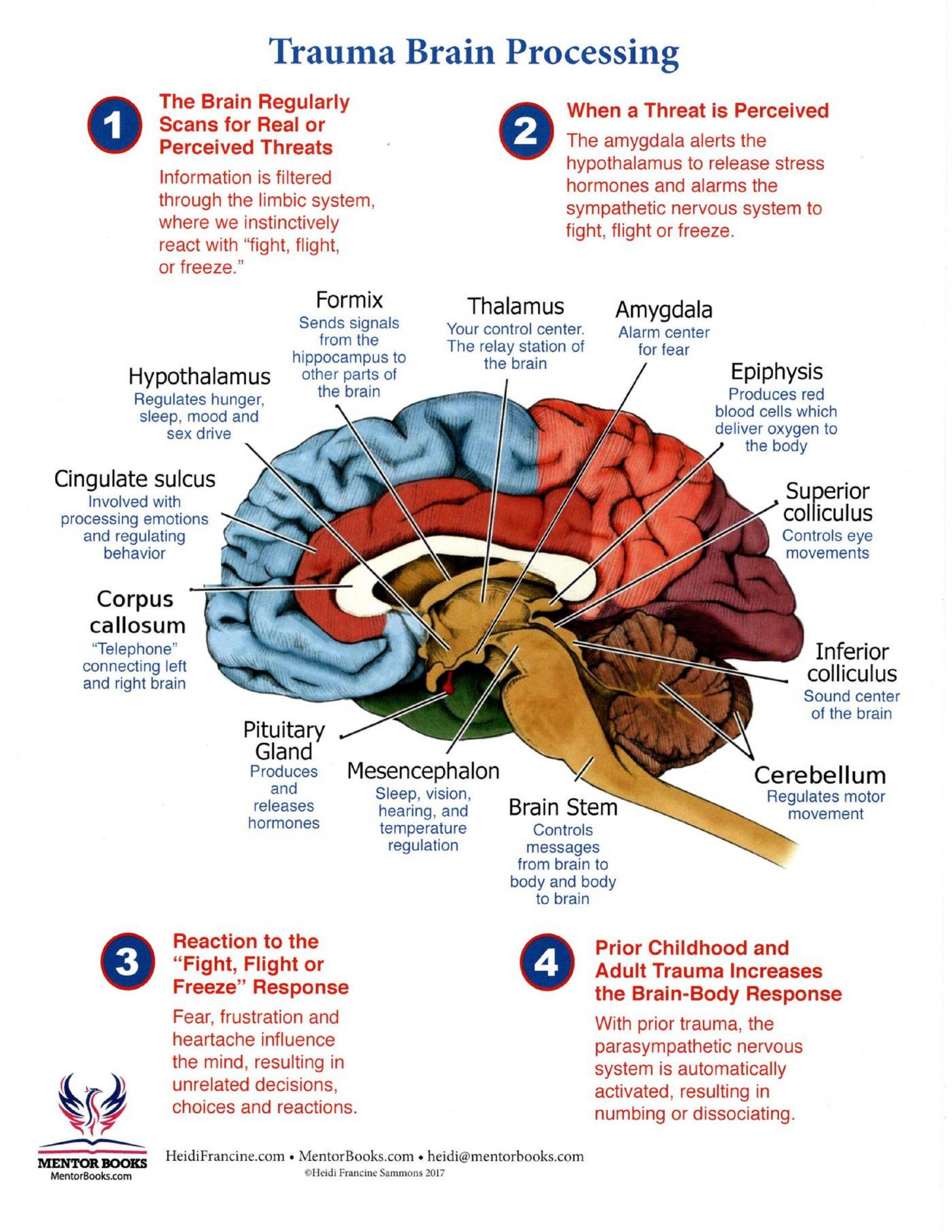 Infographic : Trauma Brain of Processing