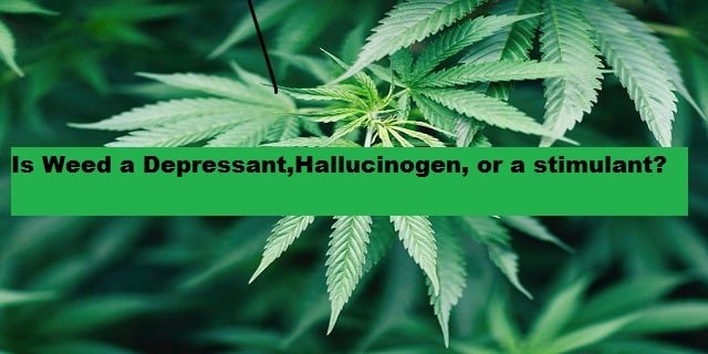 Is Weed A Depressant,hallucinogen, Or A Stimulant?