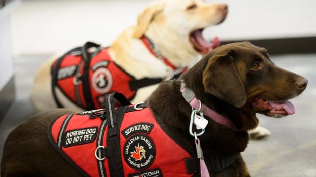 Plan to give service dogs to PTSD veterans rocked by ...