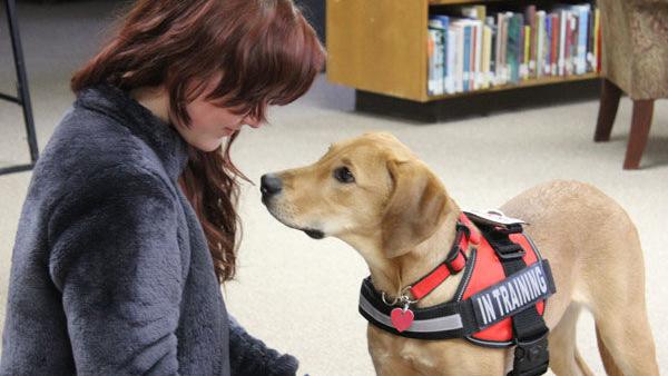 PTSD therapy dog gets acquainted with MHS