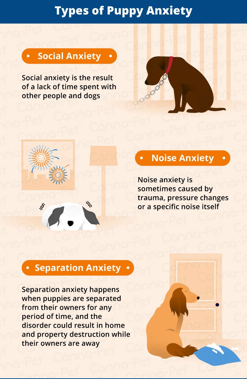 Puppy Anxiety Symptoms Management Canna Pet