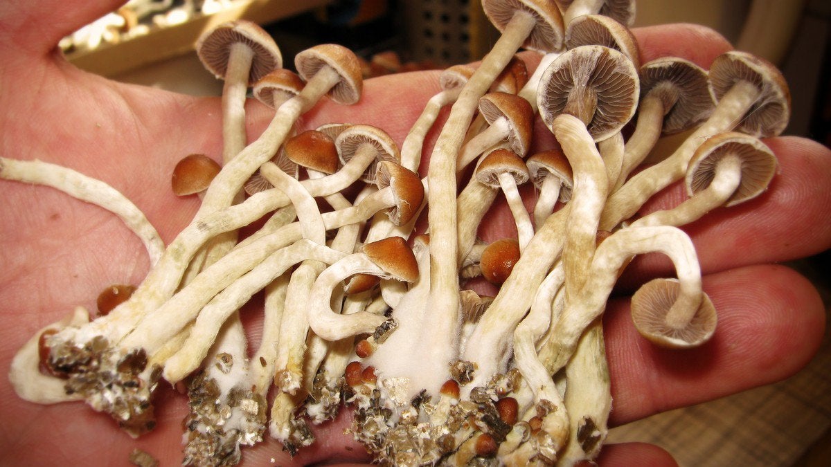Shrooms Are the Safest Drug You Can Take