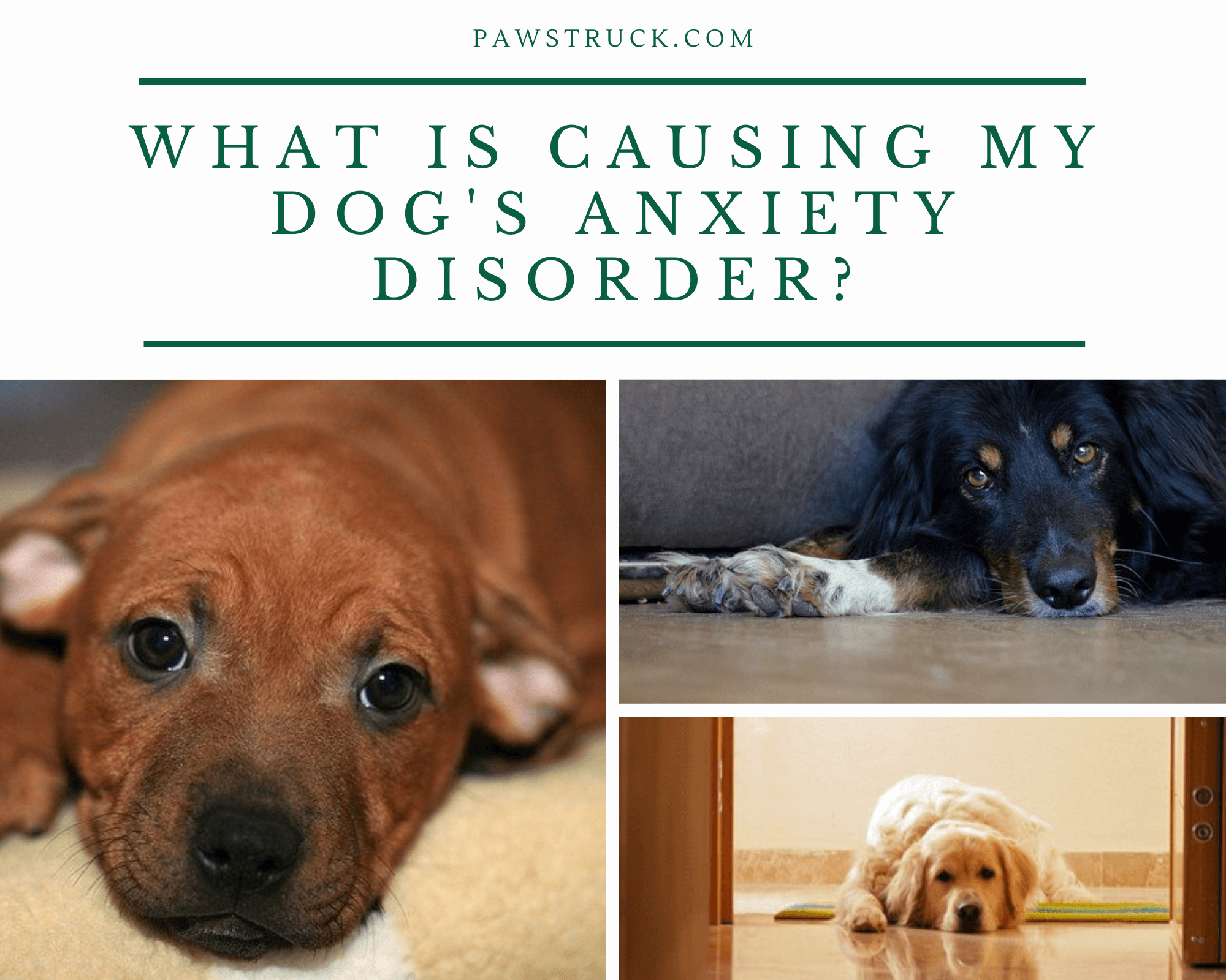 What is Causing My Dogâs Anxiety Disorder?