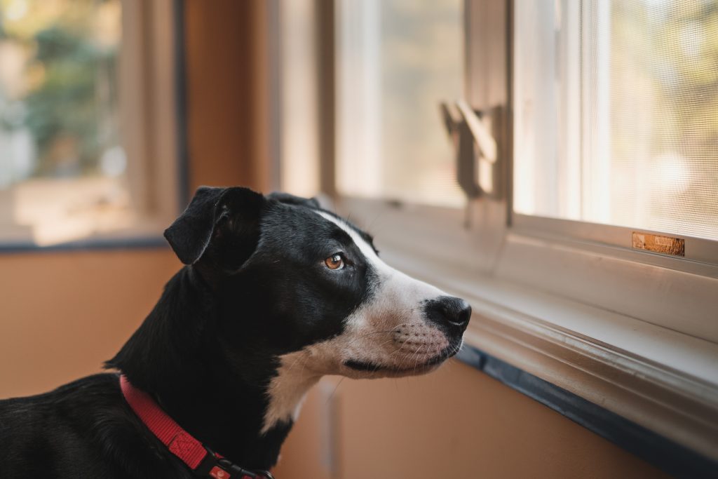 What To Do When Your Dog Has Anxiety