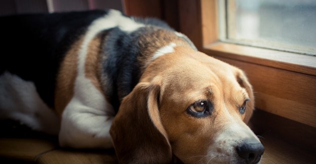 Your dog suffers from separation anxiety if he does these ...